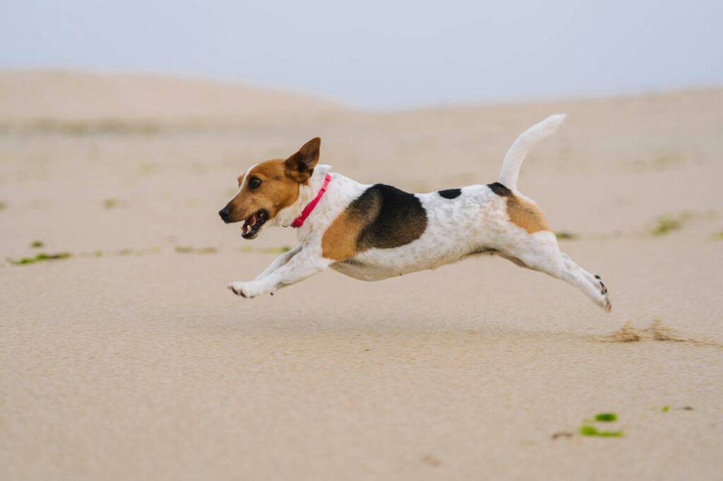 Jack Russell Terrier