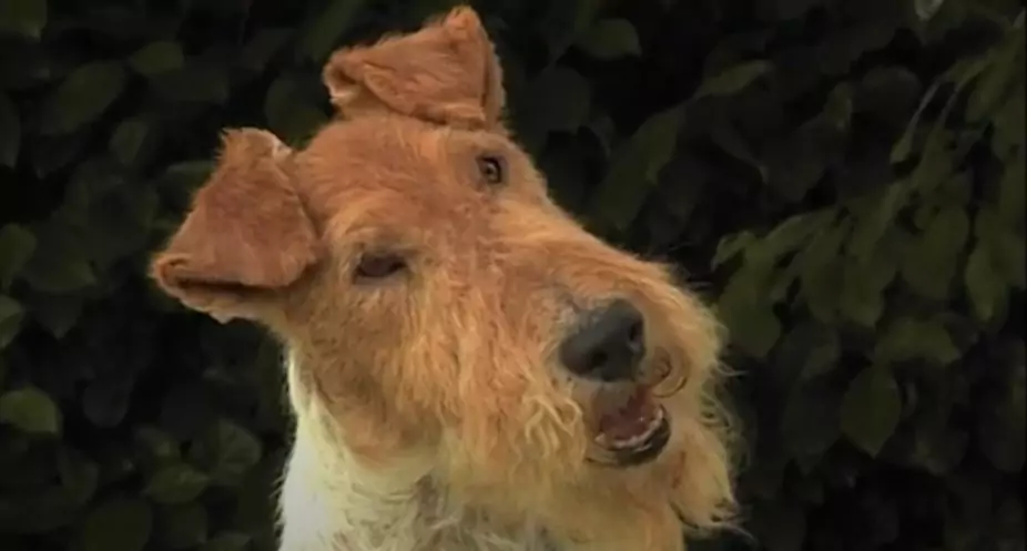 jack Russell terrier