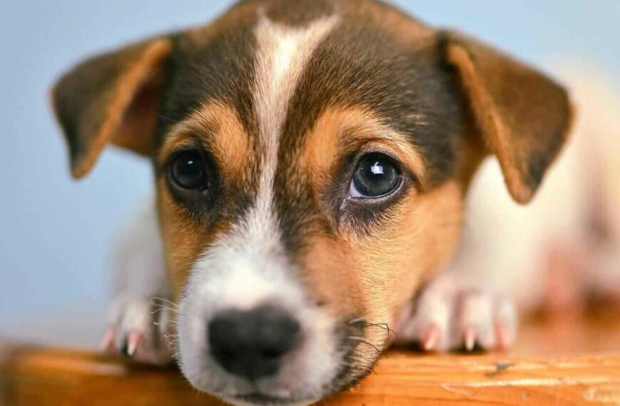 Jack Russell Terrier