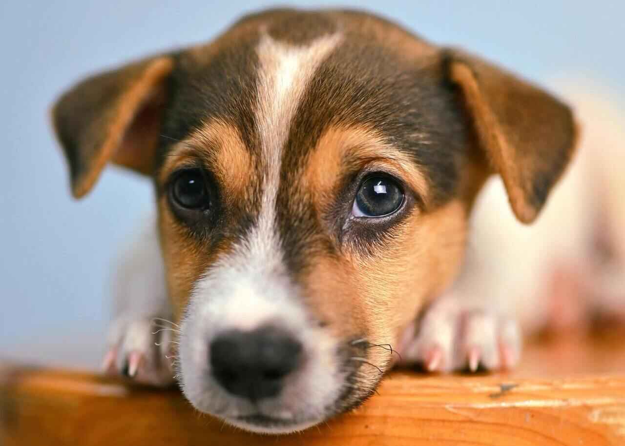 Jack Russell Terrier