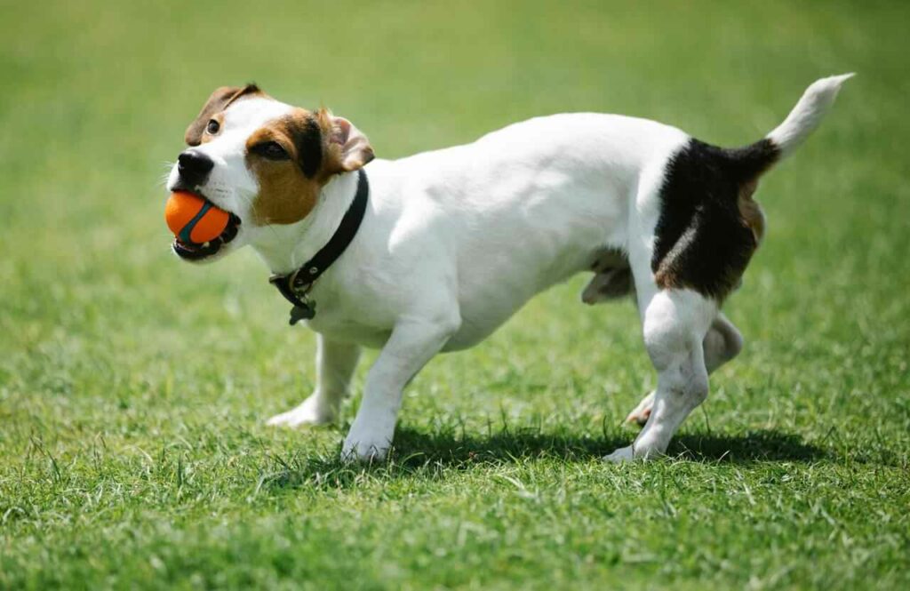 Jack Russell Terrier