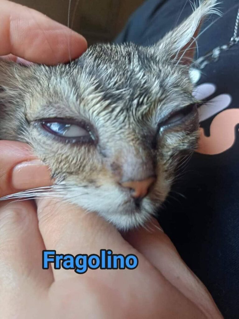 adottare gattino