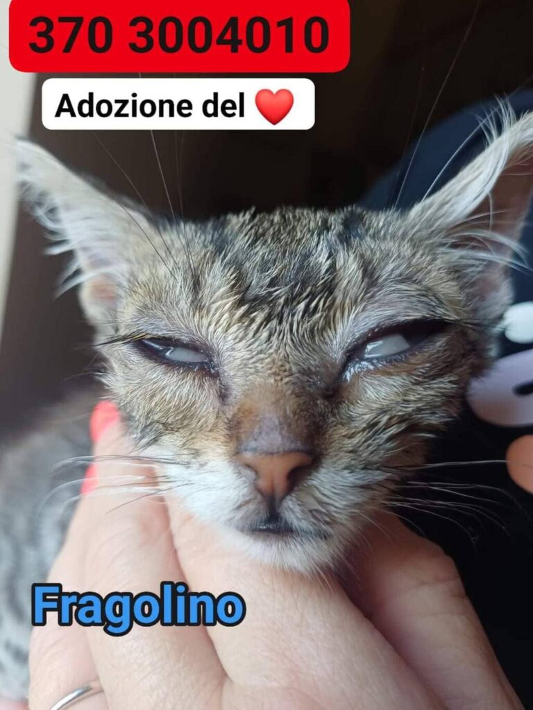 Fragolino gattino adozione