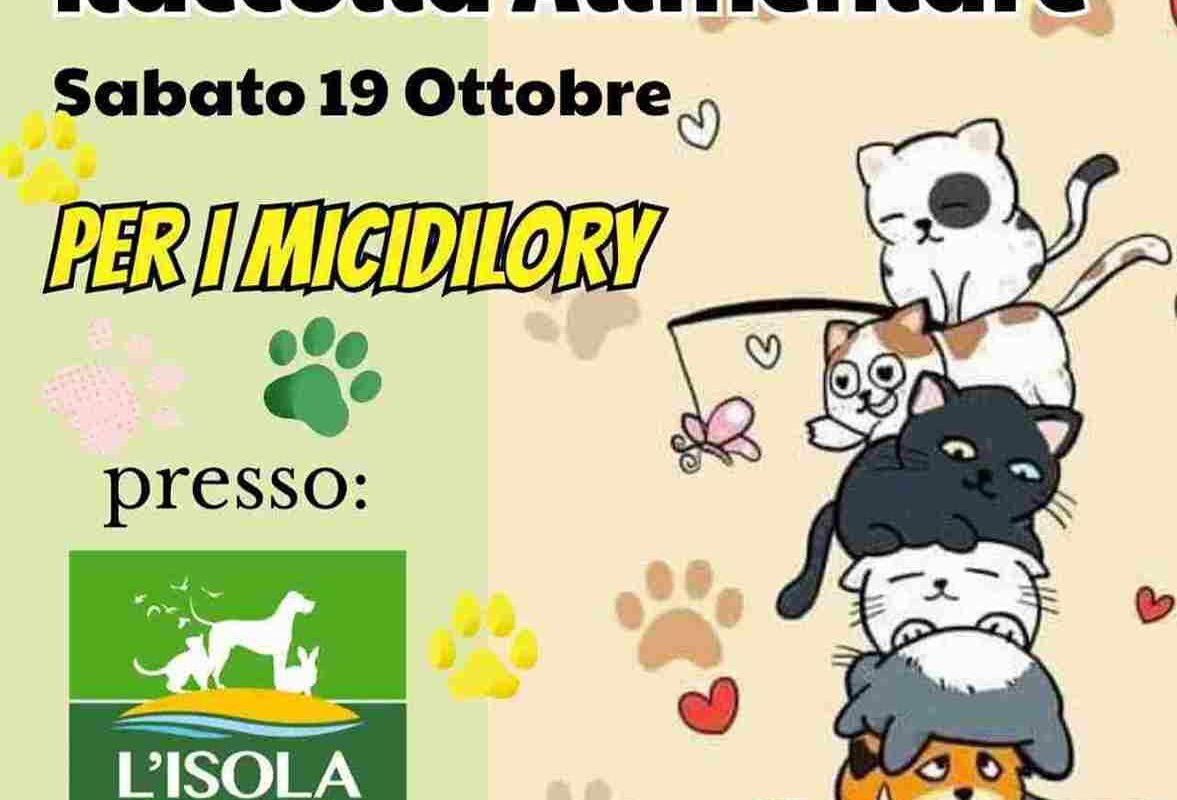 Raccolta alimentare 19 ottobre