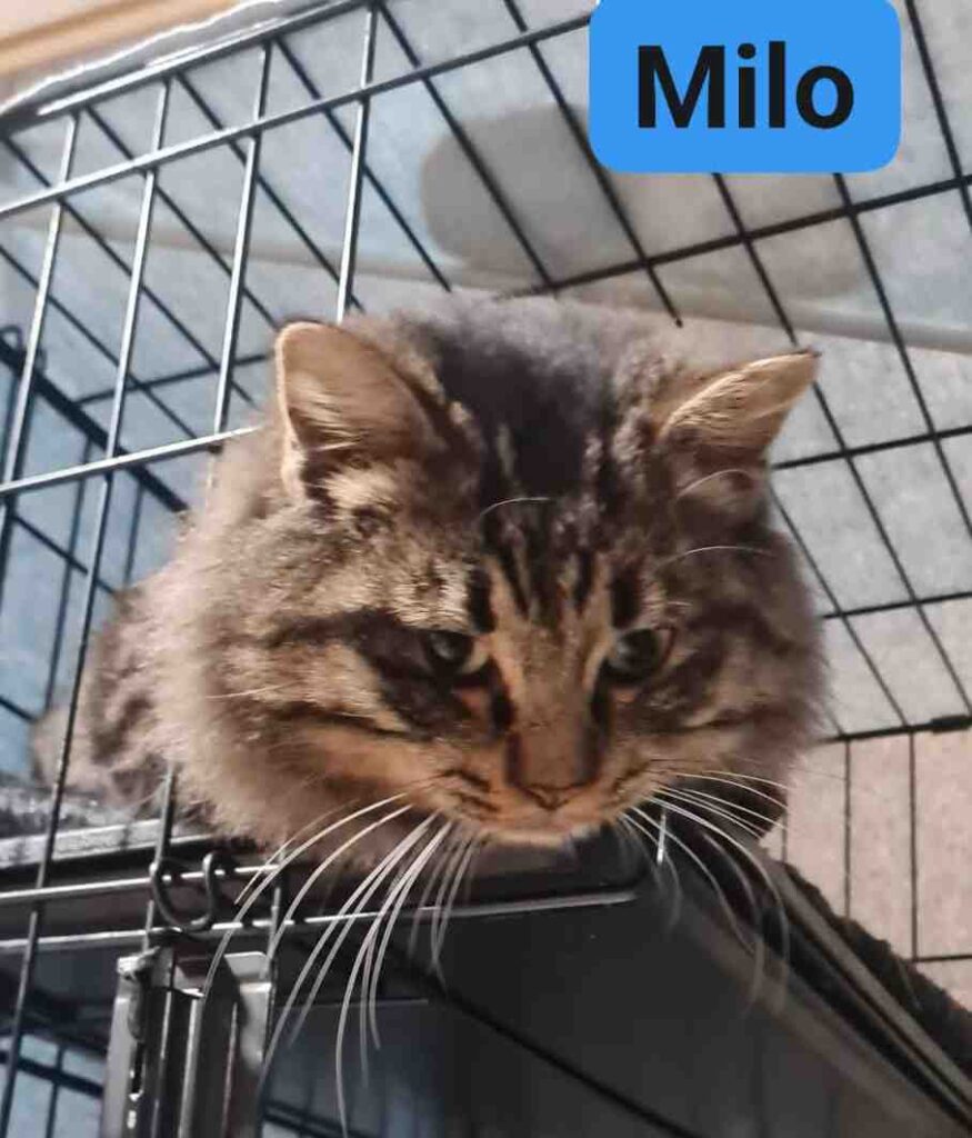 Gatto Milo  adozione