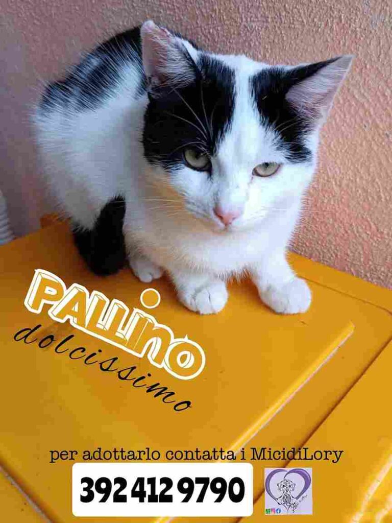 Gattino Pallino fusa