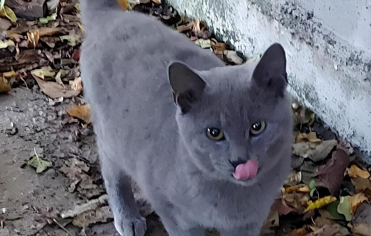 Adozione gattini e cagnolini