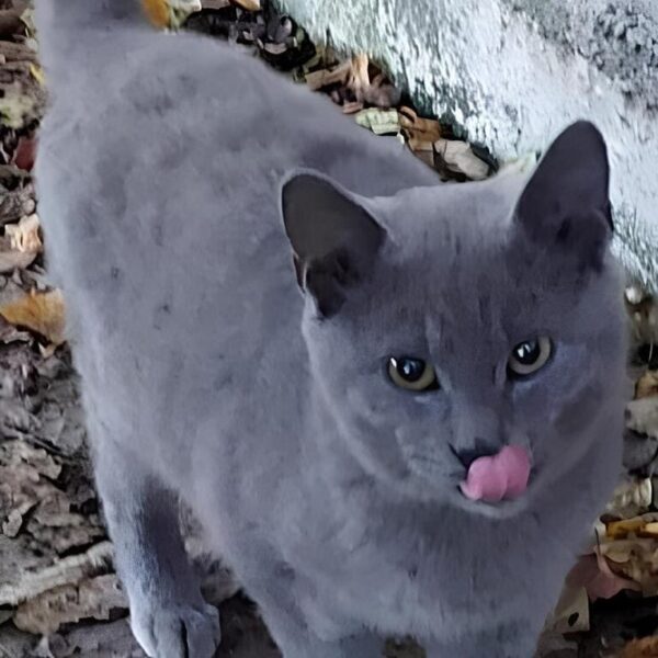 Adozione pets di Backdigit.com: ecco i nostri favolosi gattini e cagnolini