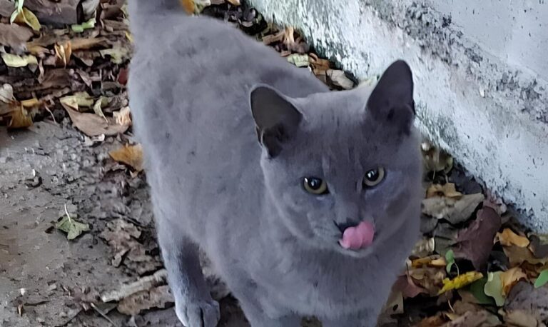 Adozione gattini e cagnolini