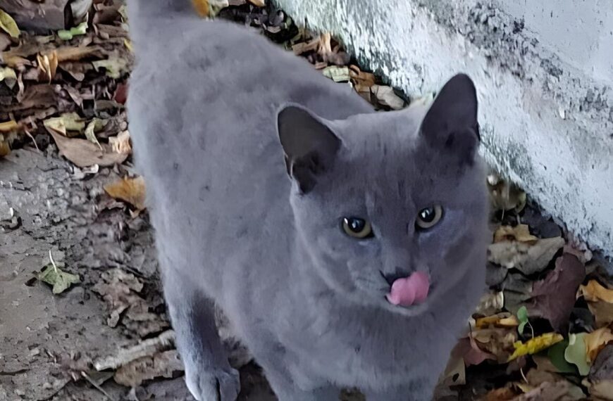 Adozione gattini e cagnolini