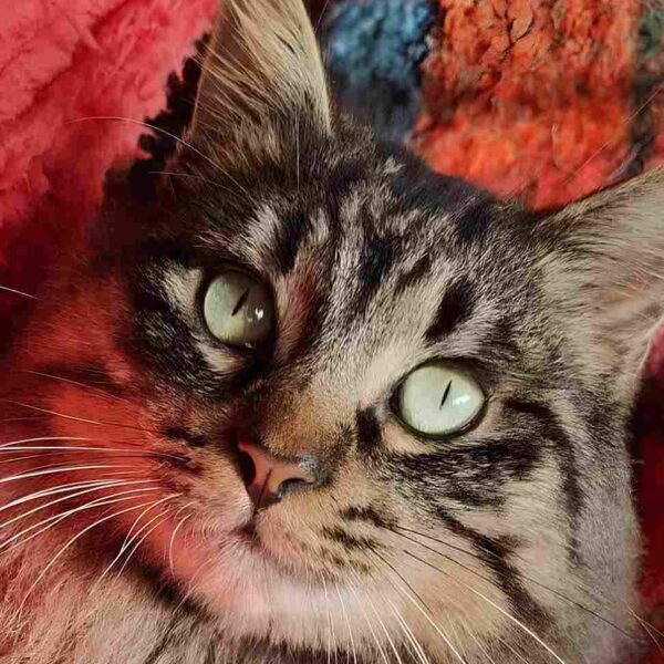 I Mici di Lory: tanti bellissimi gattini bisognosi di famiglia e amore