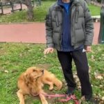 Golden Retriever Laghetto dell'EUR campione