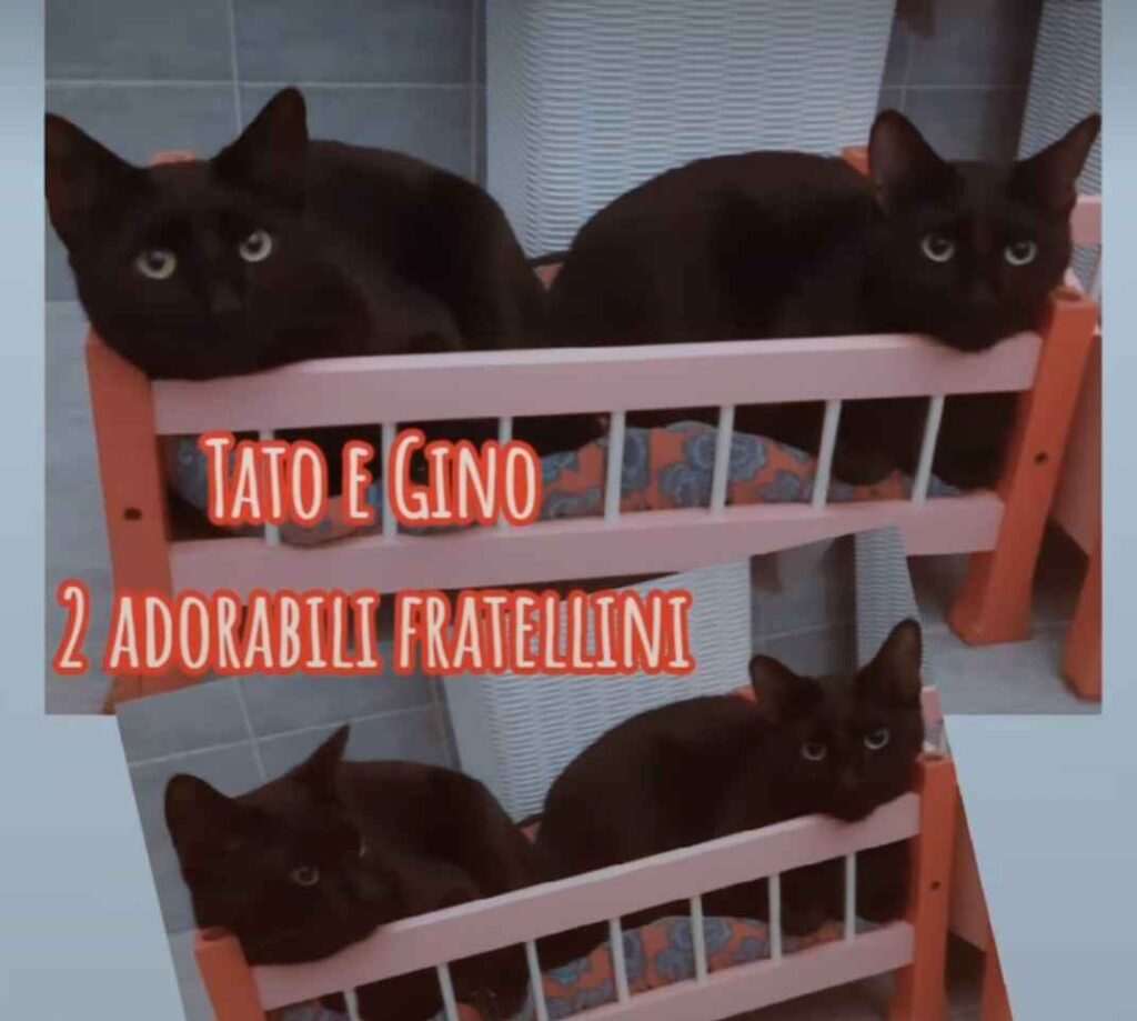 Gattini bisognosi adozione