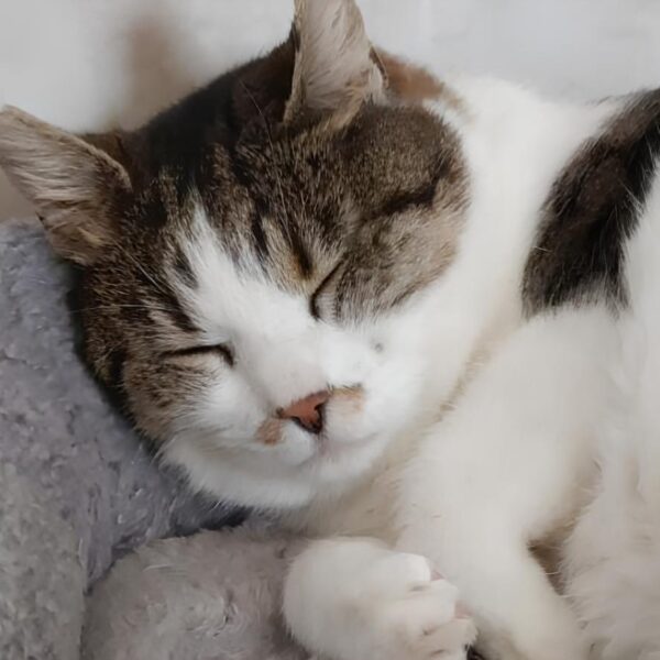 Salvate questi gattini dalla solitudine e dal freddo dell’inverno