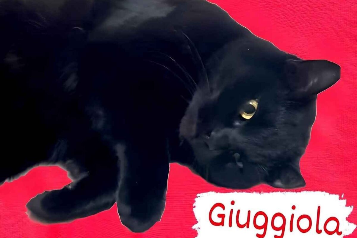 Gattini Giuggiola