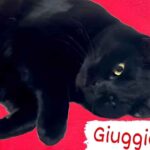 Gattini Giuggiola