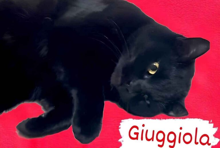 Gattini Giuggiola