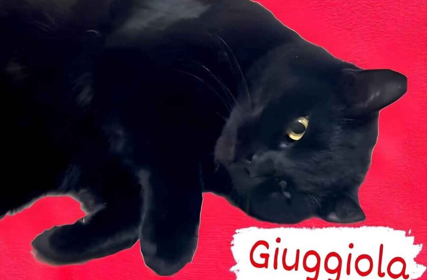 Gattini Giuggiola