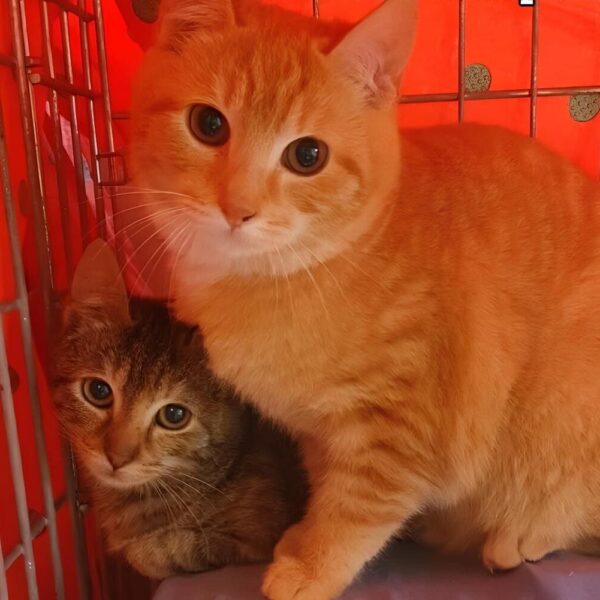 Le adozioni di BACKdigit.com: i Mici di Lory vi aspettano per trovare una casa e una famiglia