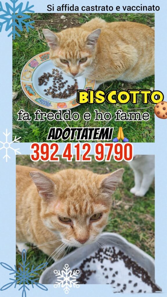 Gatti abbandonati adozione