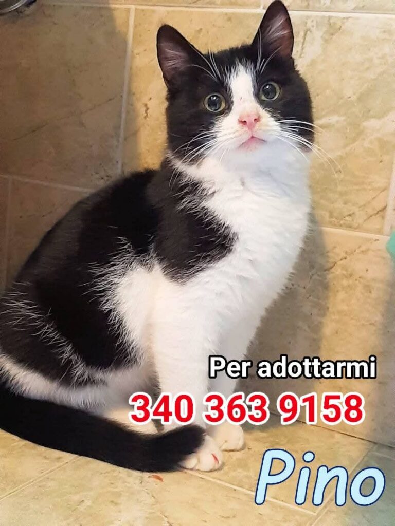 Gatti da adottare