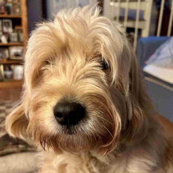 La cagnolina Molly trova casa