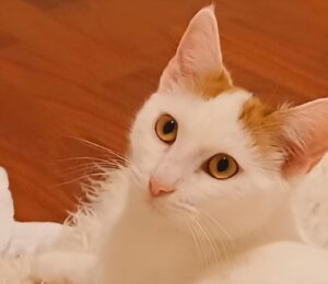 Adozioni gattini abbandonati