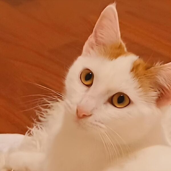 Le adozioni di BACKdigit.com: ecco i gattini abbandonati che ti conquisteranno