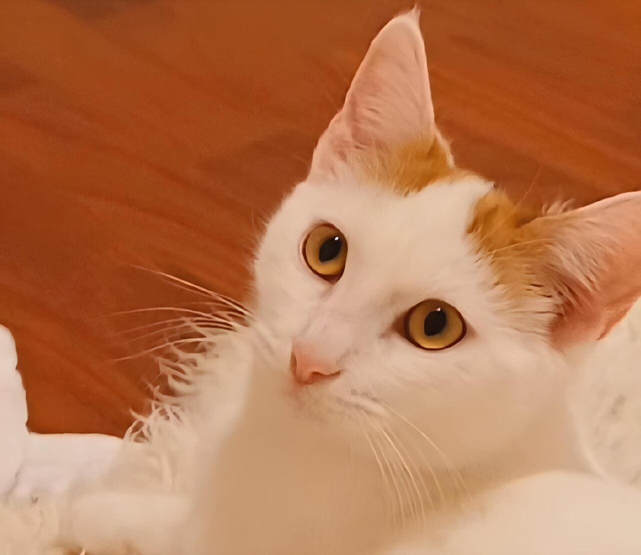 Adozioni gattini abbandonati