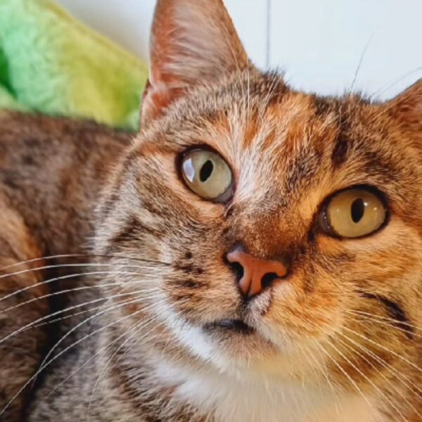 gatti abbandonati