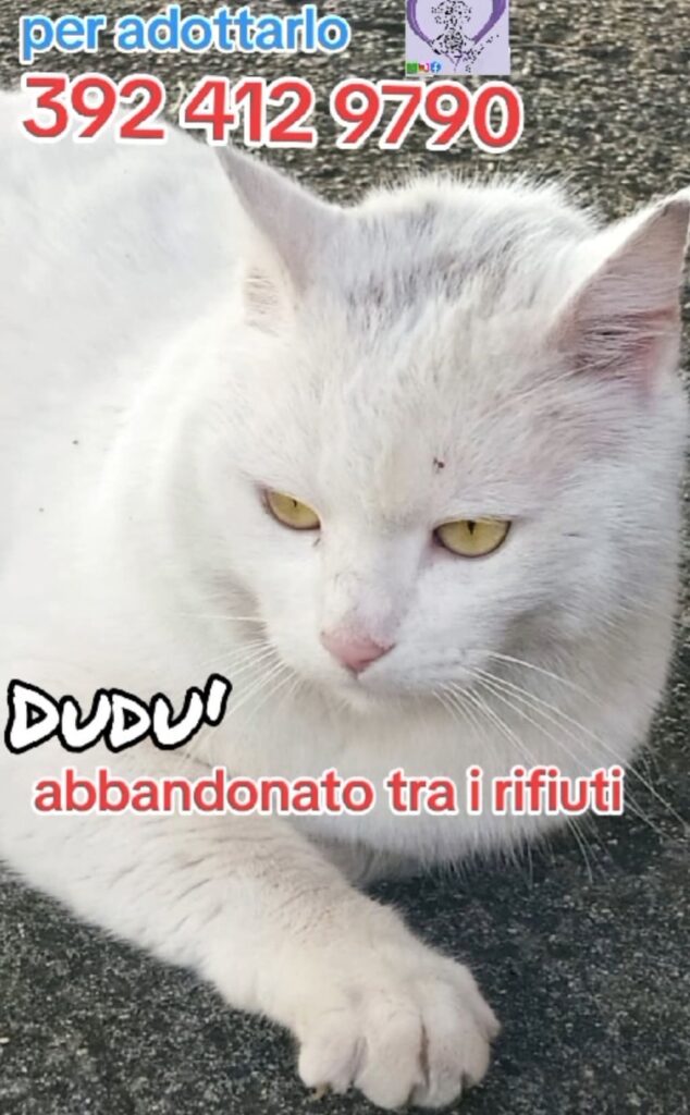 Gattini adulti cuccioli