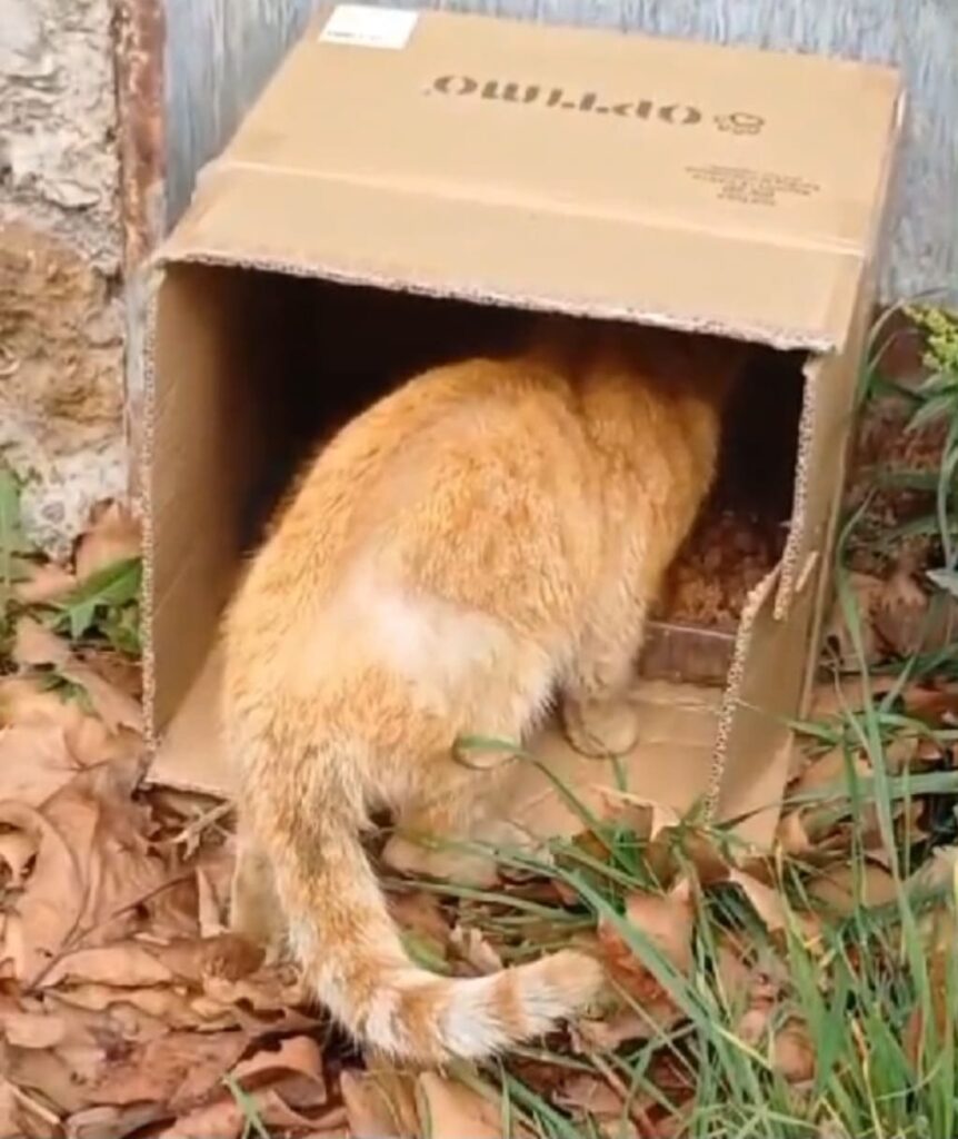 Randagismo sterilizzazioni gatti