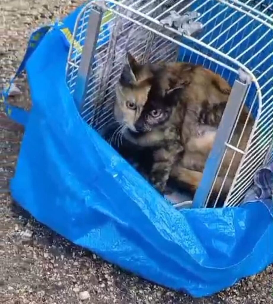 randagismo sterilizzazioni gatti