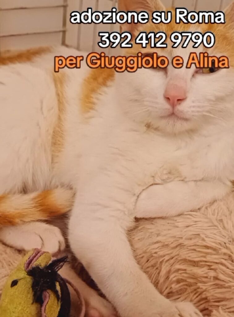 randagismo sterilizzazioni gatti