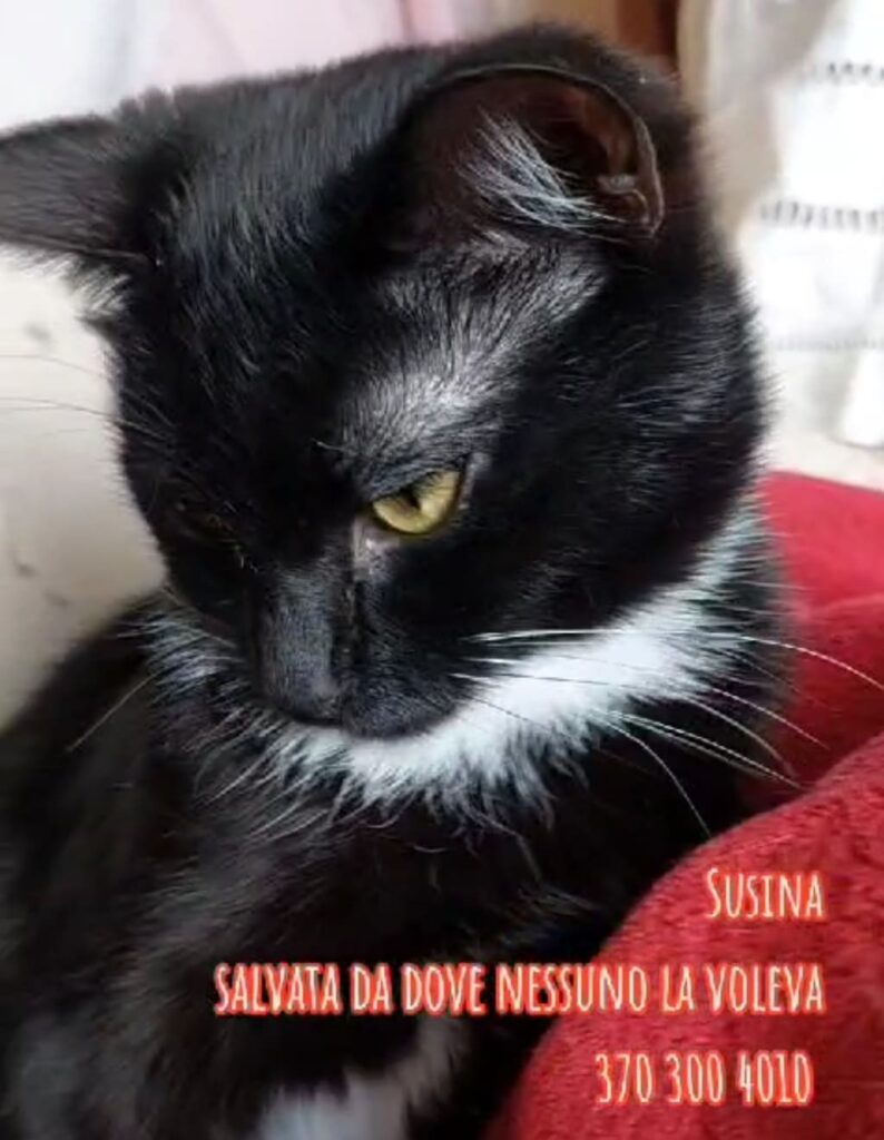 Gattini adulti cuccioli