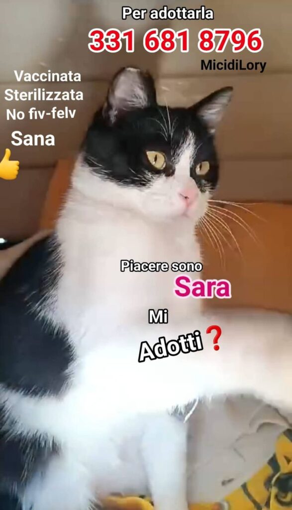 Gatti randagi adozione