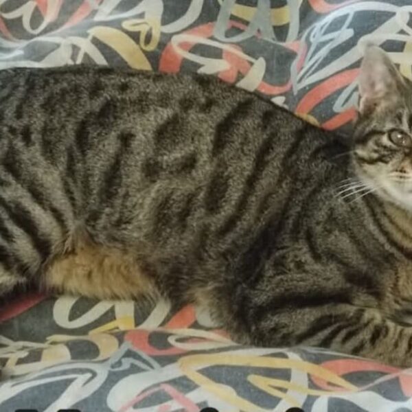 I Mici di Lory: raccolta alimentare a Roma, sabato 15 marzo presso L’Isola dei Tesori