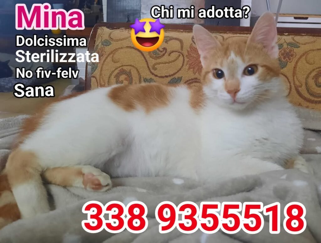 Raccolta alimentare gattini pappa