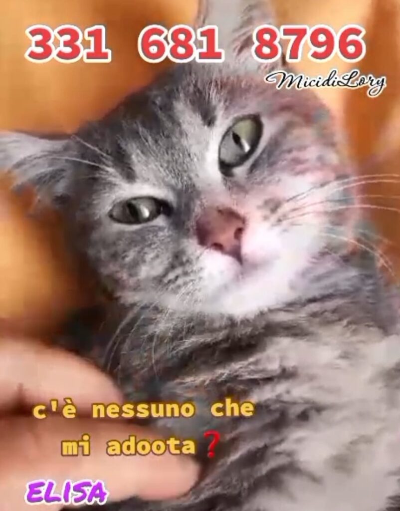 Gatti randagi adozione