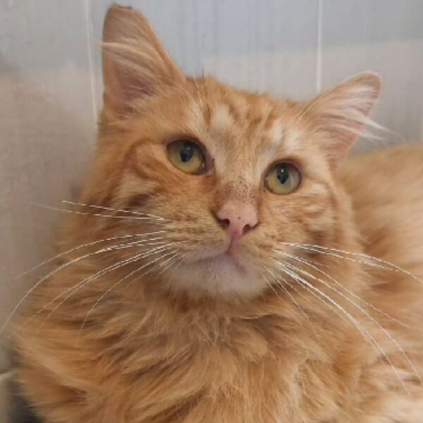 Togliamo questi dolci mici dalla strada e diamogli una famiglia