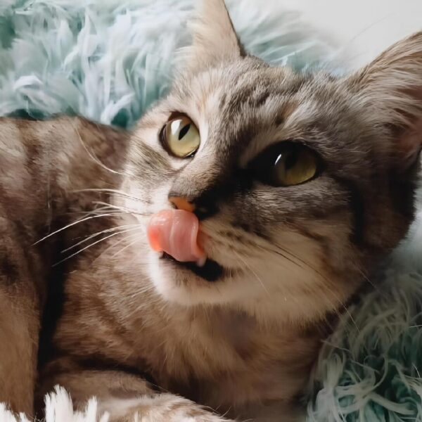 I Mici di Lory: adotta gattini bisognosi e conquista tante fusa