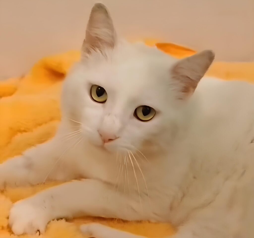 Gatto adozione