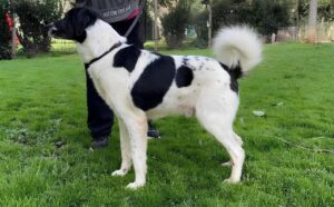 cagnolone Withy adozione