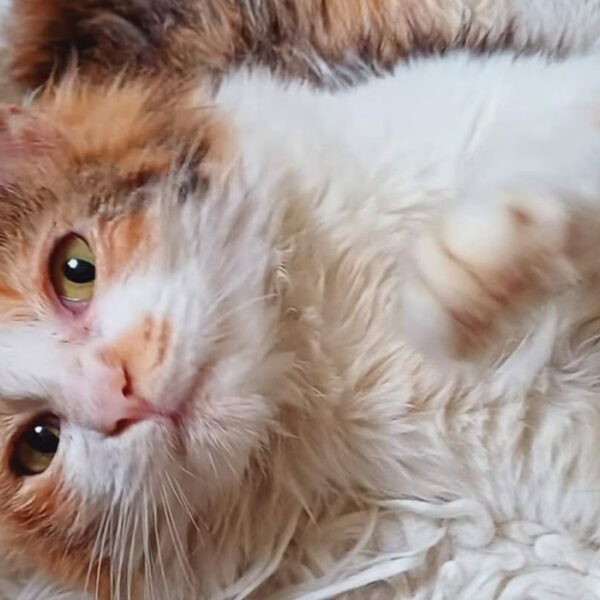 I Mici diLory: unisciti al nostro Teaming per aiutare tanti gattini bisognosi