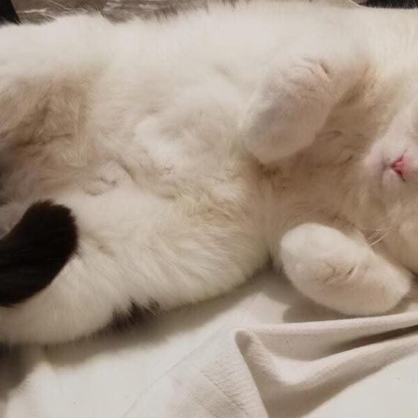 I Mici di Lory: adozione è la parola chiave di questa primavera