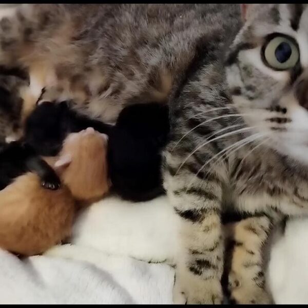 Primavera, tempo di micini: ci sono tante mammine da sfamare e gattini da adottare