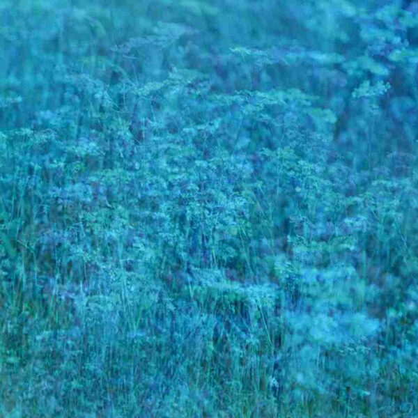 DAYDREAMS: dal 6 giugno a Roma da Abaco, la mostra onirica di Mirta Lispi