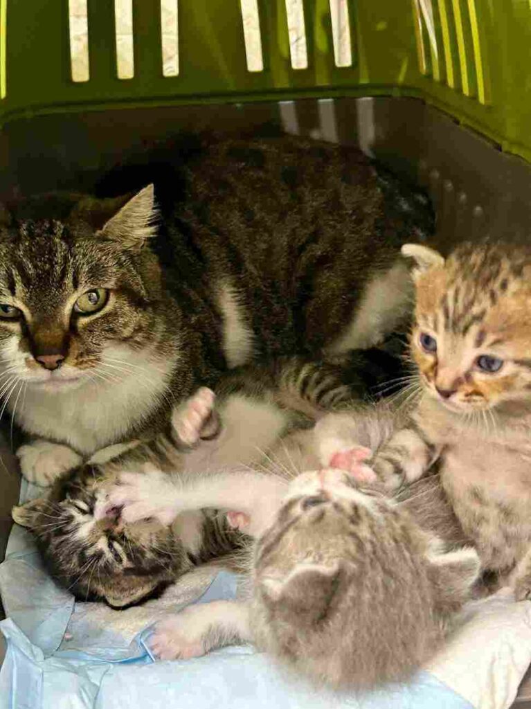 volontarie cuccioli bisognosi gattini