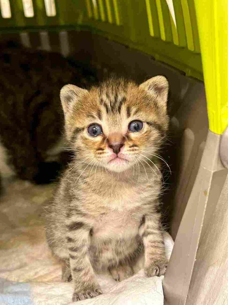 volontarie cuccioli bisognosi gattini