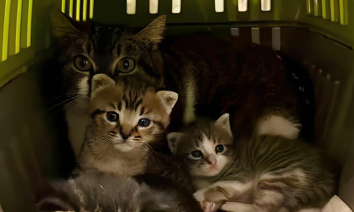 Cuccioli I Mici di Lory